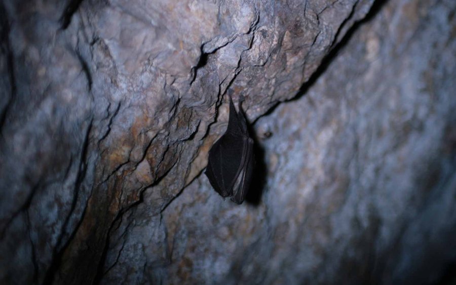 Pipistrelli - Miniere Monteleone di Spoleto