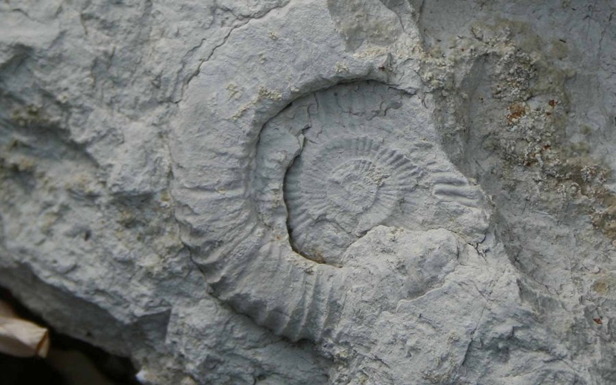 Fossile - Monteleone di Spoleto